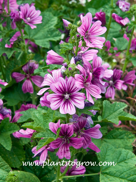 Zebrina Mallow (Malva sylvestris)